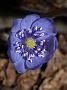 Hepatica Karpatenkrone